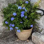 Small Tower * גאליאנו דל קאפו